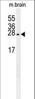 PMCH / MCH Antibody (aa94-122)