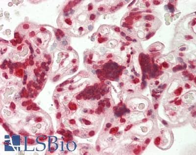 MAMSTR Antibody (aa9-37, PE)