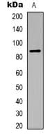 Monoclonal Mouse anti-Mouse ARNT / HIF-1-Beta Antibody (IHC, WB)