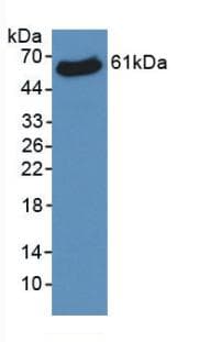 VDAC1 / PORIN Antibody (FITC)