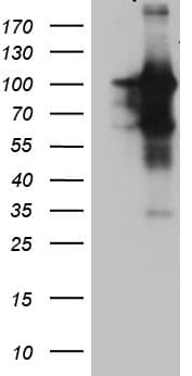 BEGAIN Antibody (aa374-517, clone OTI4D9)