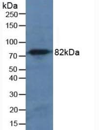 CAPN1 / Calpain 1 Antibody (aa75-343)