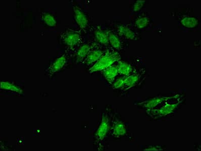 PSMF1 Antibody