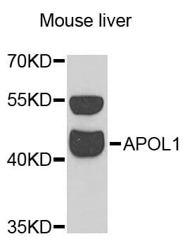 Polyclonal Rabbit anti-Human APOL1 / Apolipoprotein L Antibody (WB)