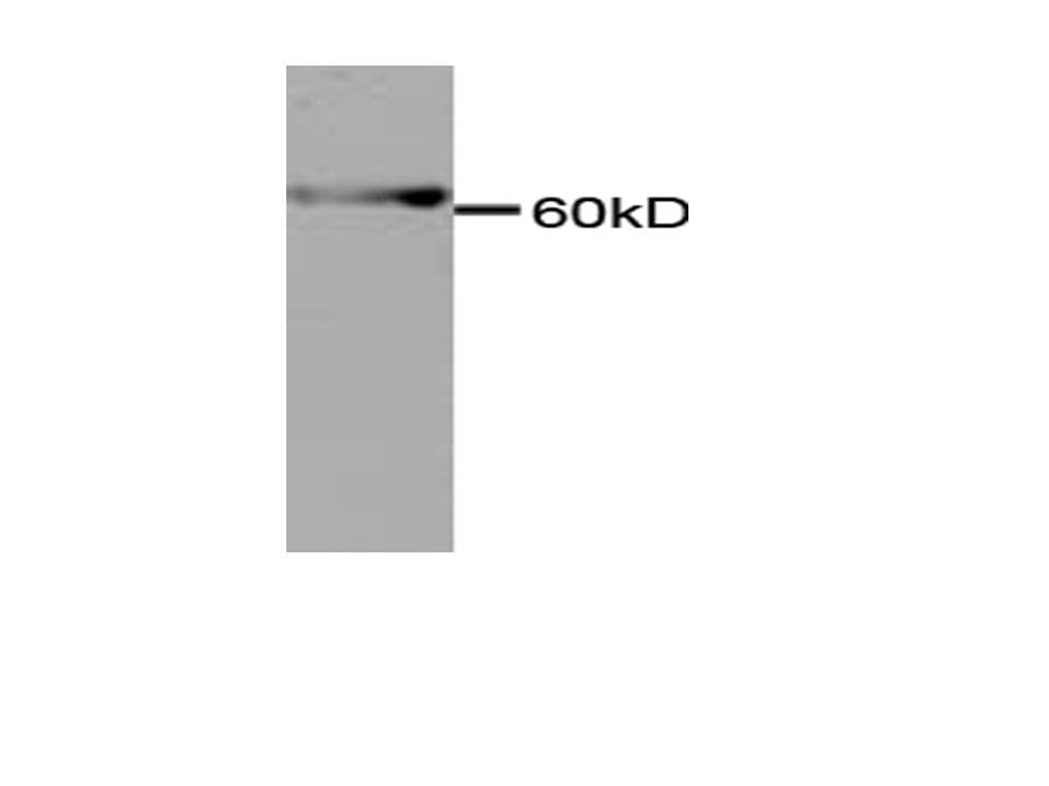 ENO1 / Alpha Enolase Antibody (clone 28)