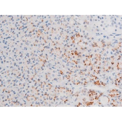 GATA4 Antibody (phospho-Ser105)