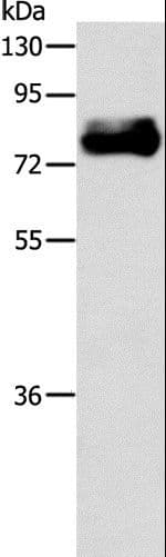 ABLIM1 Antibody