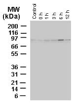 BAG3 / BAG-3 Antibody (aa276-294)