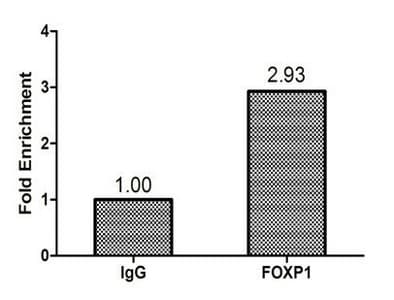 FOXP1 Antibody
