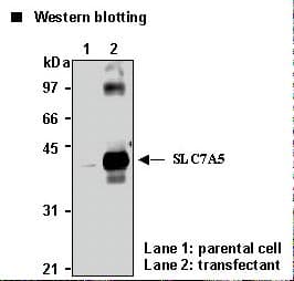 SLC7A5 / CD98 Light Chain Antibody