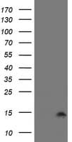Cystatin SA / CST2 Antibody (clone OTI2D6, Carrier-free)