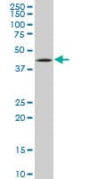 TP53 / p53 Antibody (clone 2C11)