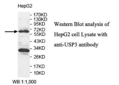 Polyclonal Rabbit anti-Human USP3 / UBP Antibody (aa313-520, WB)