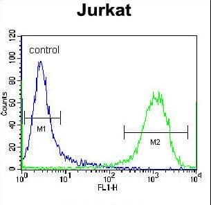 Polyclonal Rabbit anti-Human ZSCAN2 Antibody (aa117-146, WB)