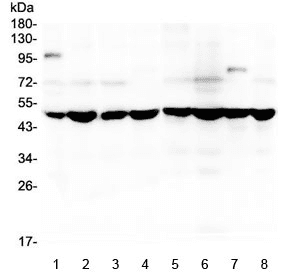 SF3B4 Antibody