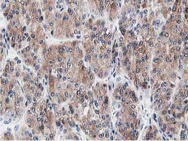 LCMT1 Antibody (clone OTI4A5, Carrier-free)