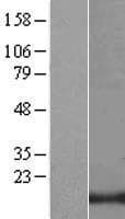 DAT1 / LMO3 Protein (Over-Expression Lysate Myc-DDK (Flag))