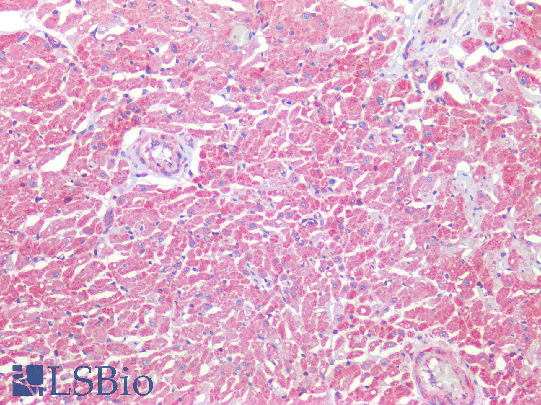 Polyclonal Rabbit anti-Human TGFB3 / TGF Beta3 Antibody (aa24-300, IHC, WB)