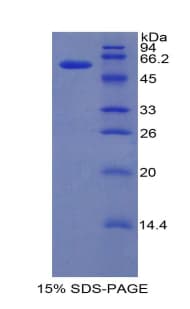 Mouse IRF1 / MAR Protein (Recombinant His-GST)