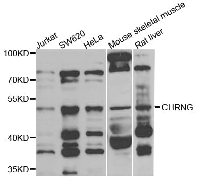CHRNG Antibody