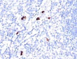 Myeloid Cells Antibody (clone SPM298, Azide-free, BSA-free)