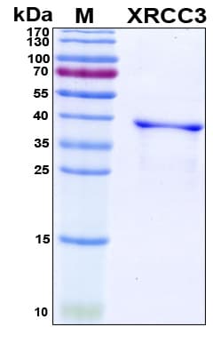 Human XRCC3 Protein (Recombinant His, N-Terminal)