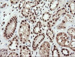 TRIM38 Antibody (clone OTI113D3)