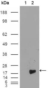 BIRC5 / Survivin Antibody (clone 2H5H2)