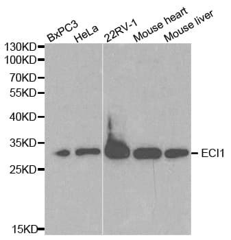 ECI1 / DCI Antibody