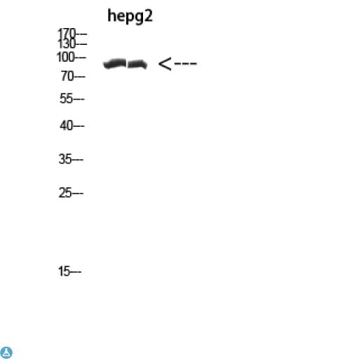 FSAPc / C19orf29 Antibody