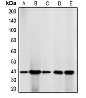 CDK7 Antibody (C-Terminus)