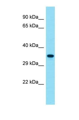 OTULIN / FAM105B Antibody (aa238-287)