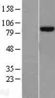 PLOD2 Protein (Over-Expression Lysate Myc-DDK (Flag))