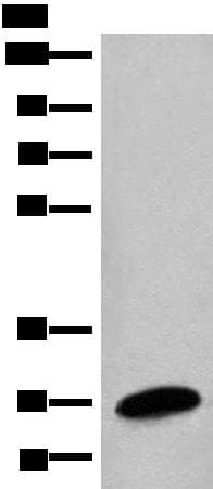 BPGM Antibody