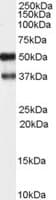 IHC-plus™ Polyclonal Goat anti-Human Syndapin I / PACSIN1 Antibody (aa2-15, IHC, WB)