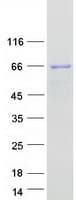 Human SNX33 Protein (Recombinant Myc-DDK (Flag))