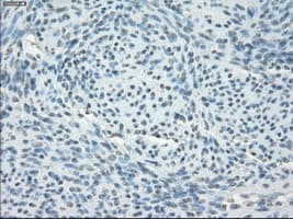 GBP2 Antibody (clone OTI1G1)