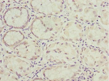 NLE1 Antibody