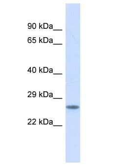 BSX Antibody (aa178-227)
