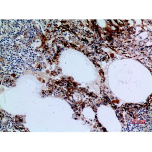 HSD17B4 Antibody (N-Terminal)