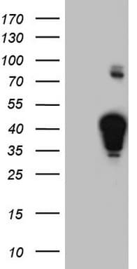 NHEJ1 / XLF Antibody (clone OTI1B5)