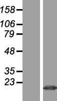 MZT2B / FAM128B Protein (Over-Expression Lysate Myc-DDK (Flag))
