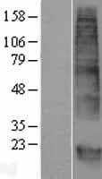 Human GPM6B Protein (Over-Expression Lysate Myc-DDK (Flag))