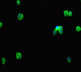 RTEL1 Antibody