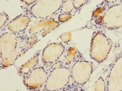 SLC4A8 / NBC Antibody
