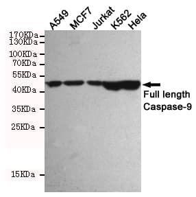 CASP9 / Caspase 9 Antibody