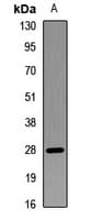 C14orf166 Antibody