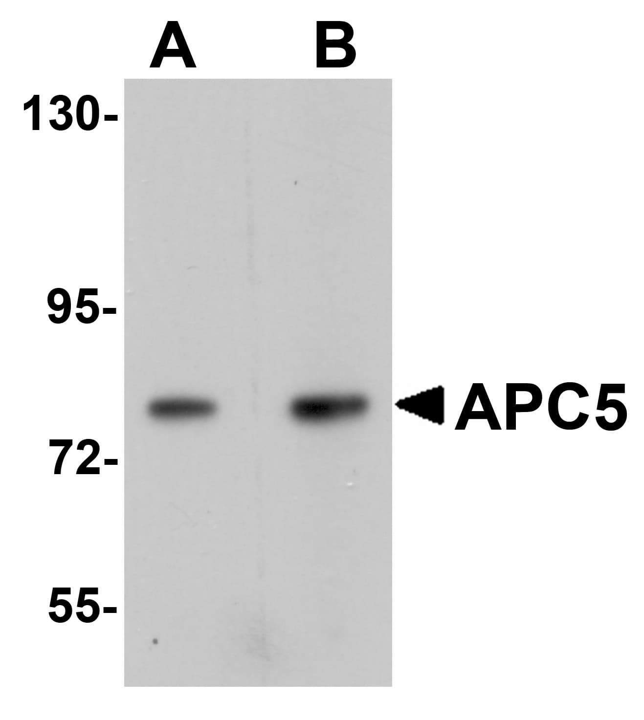 IHC-plus™ ANAPC5 / APC5 Antibody