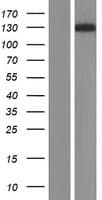 CACNA2D1 Protein (Over-Expression Lysate Myc-DDK (Flag))