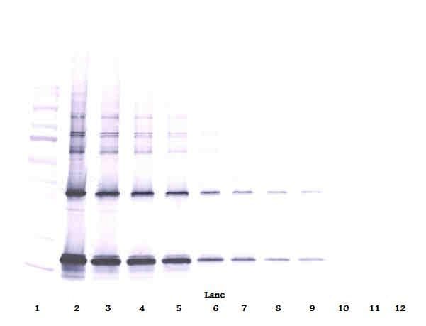 CNTF Antibody